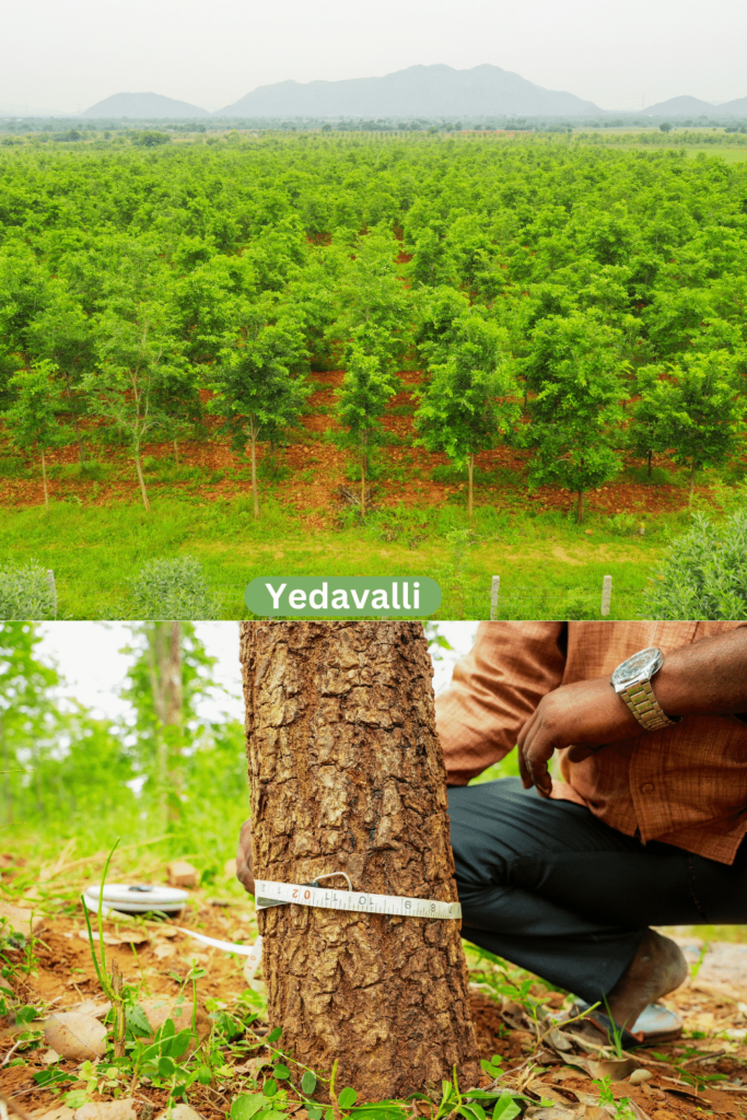 Yedavalli Red Sandal venture pic