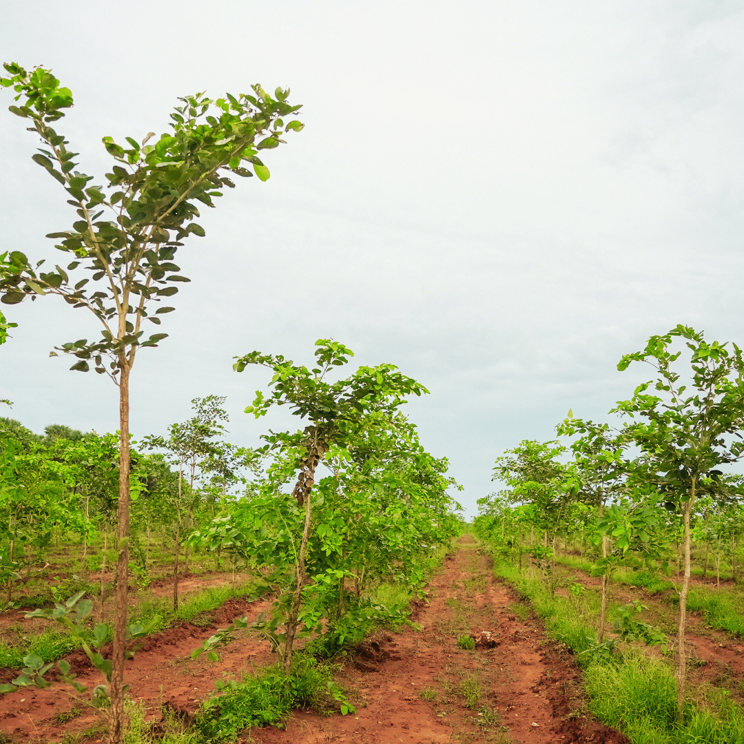 Green Trees Plantation in Kanigiri, Prakasam by SAI PROPERTIES & PROJECTS  LTD. - RealEstateIndia.Com
