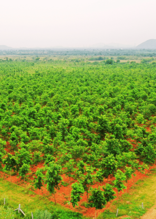 Sai Properties & Projects Red Sandal Farms images